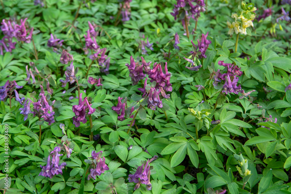Corydalis flowers in nature. Corydalis flowers in nature.