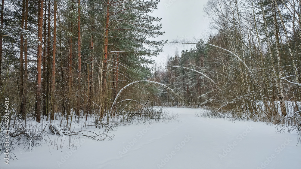 Beautiful landscape of winter forest in the snow