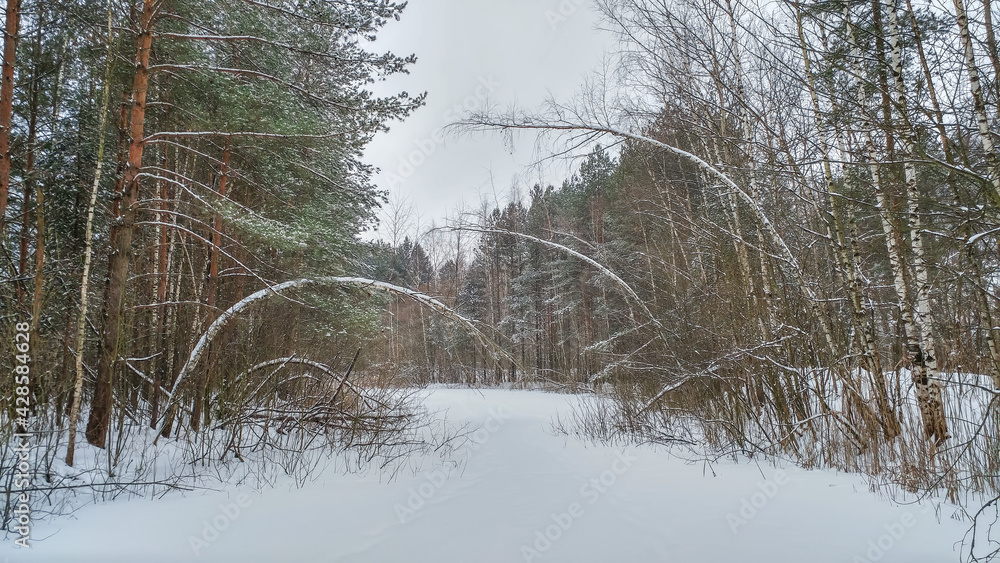 Beautiful landscape of winter forest in the snow