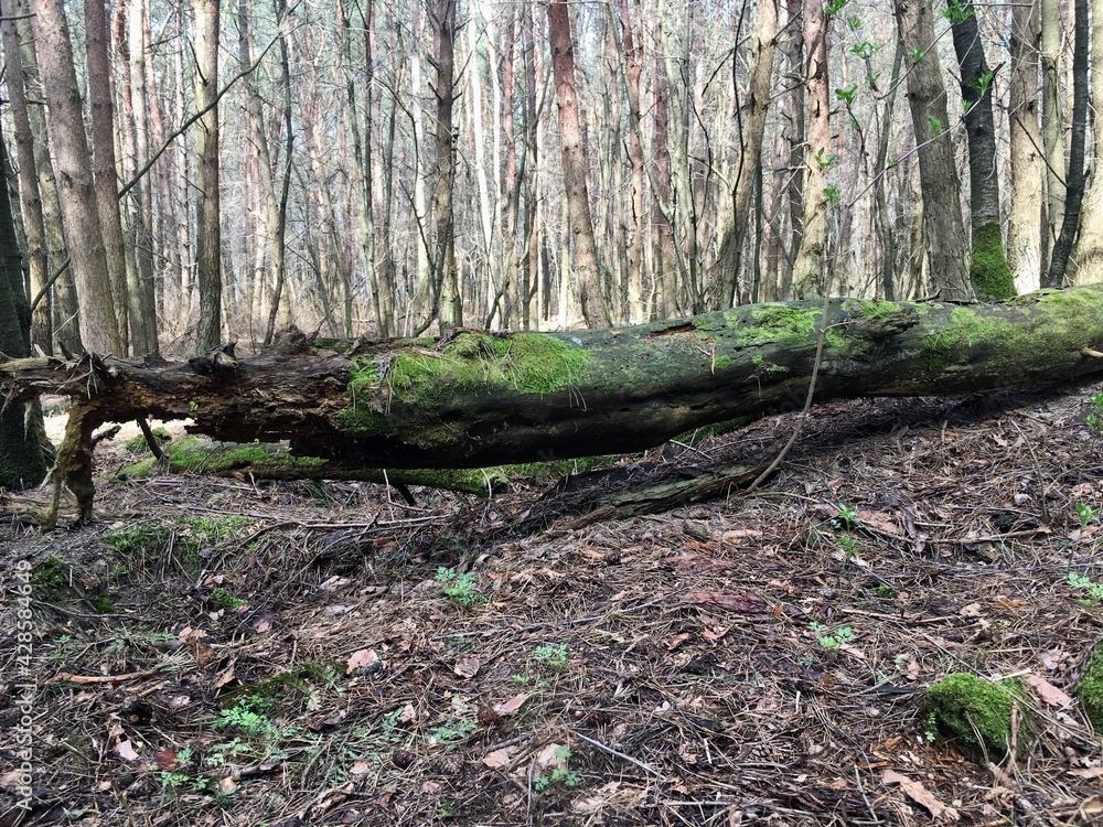 fallen tree in the forest