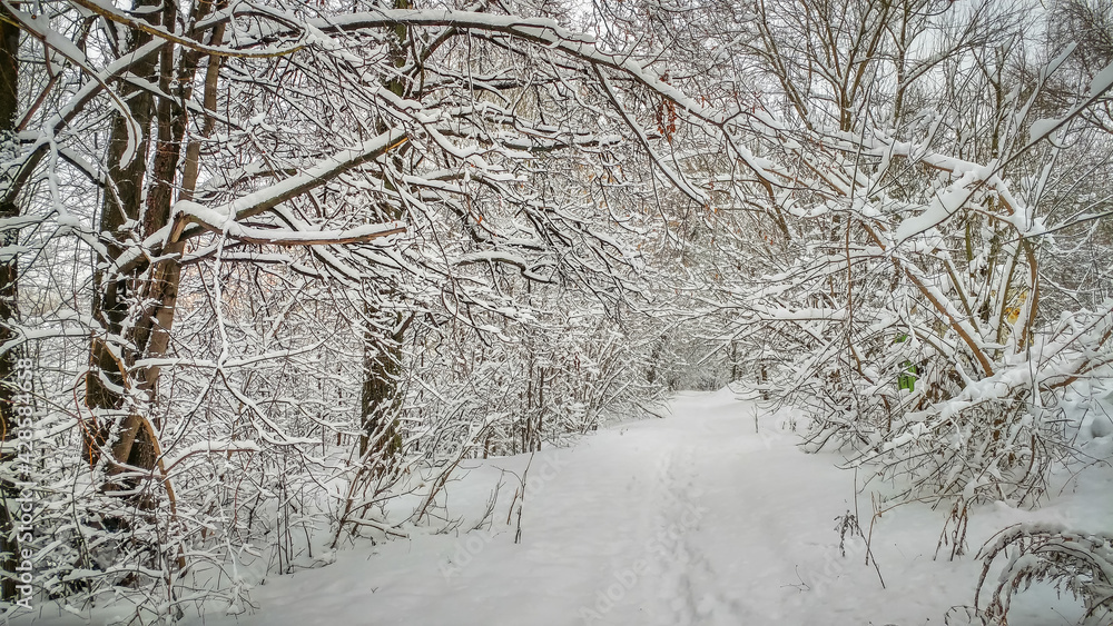 Winter forest shrouded in white snow