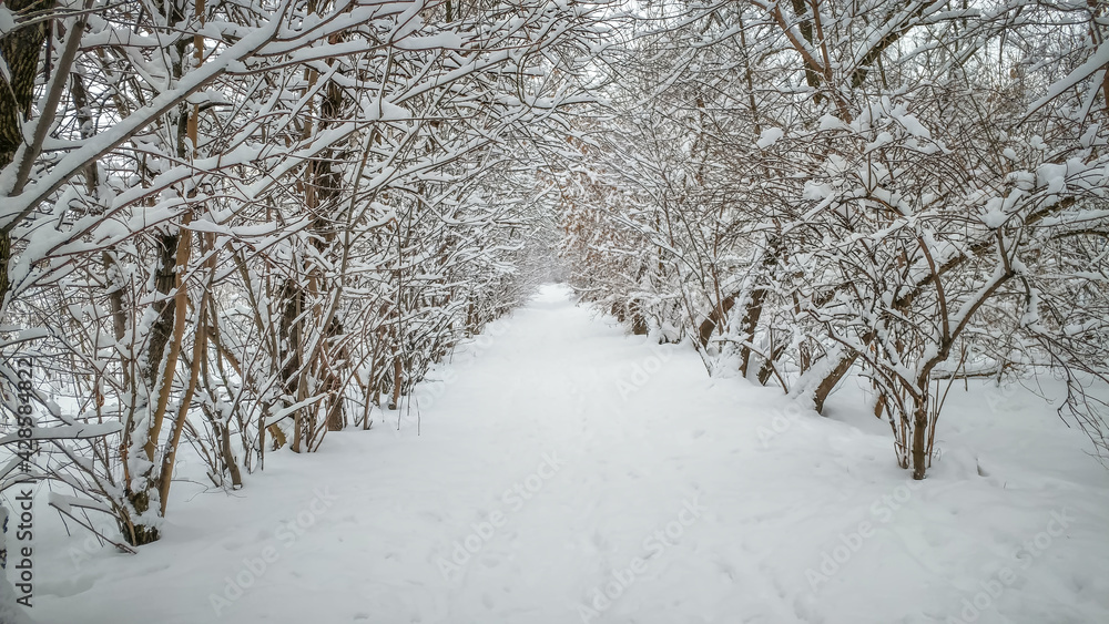 Winter forest shrouded in white snow