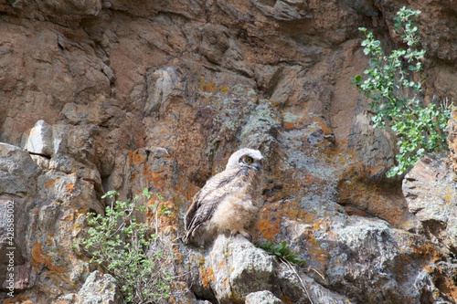Great Horned Owlet poses against lichen speckled red rock cliff face 
