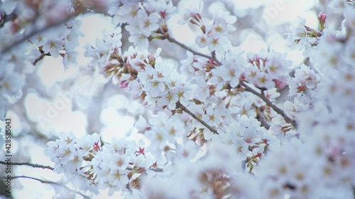 黒沢川の桜のクローズアップと光の玉ボケ