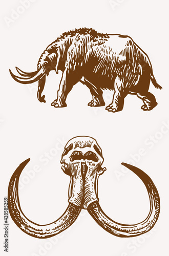 Graphical set of  mammoth  walking and skull ,sepia background, vector elements,fossils	