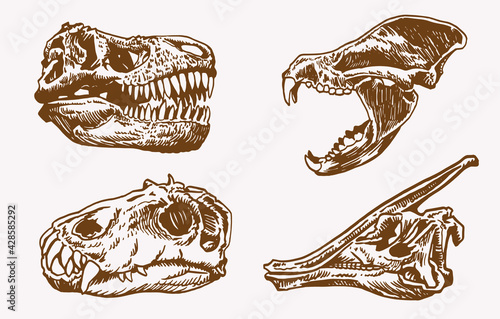 Graphical vintage set of skulls of animals ,sepia background, vector elements,fossils	