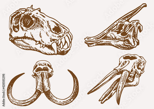 Graphical vintage set of skulls of animals ,sepia background, vector elements,fossils	