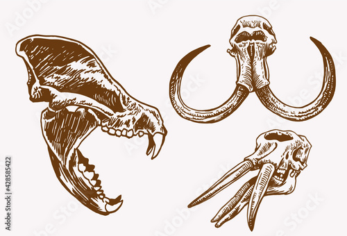 Graphical vintage set of skulls of animals ,sepia background, vector elements,fossils	