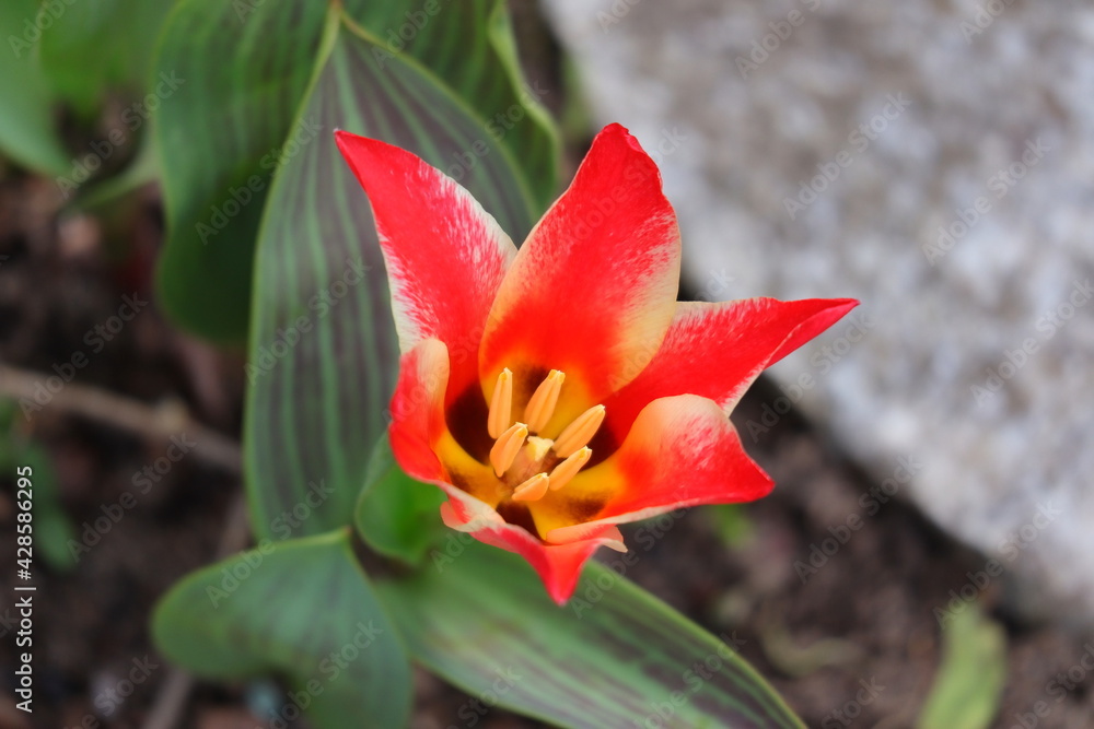 Fototapeta premium Tulpe, Blume, Frühling