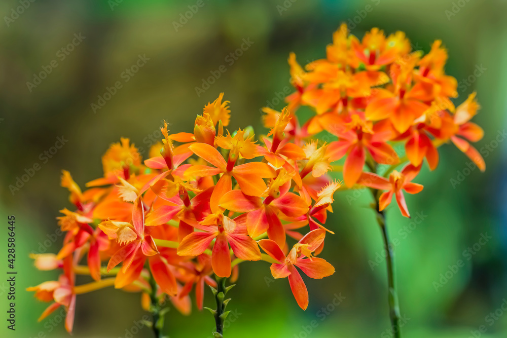 Flower umbels of an orange epidendrum orchid. - obrazy, fototapety, plakaty 