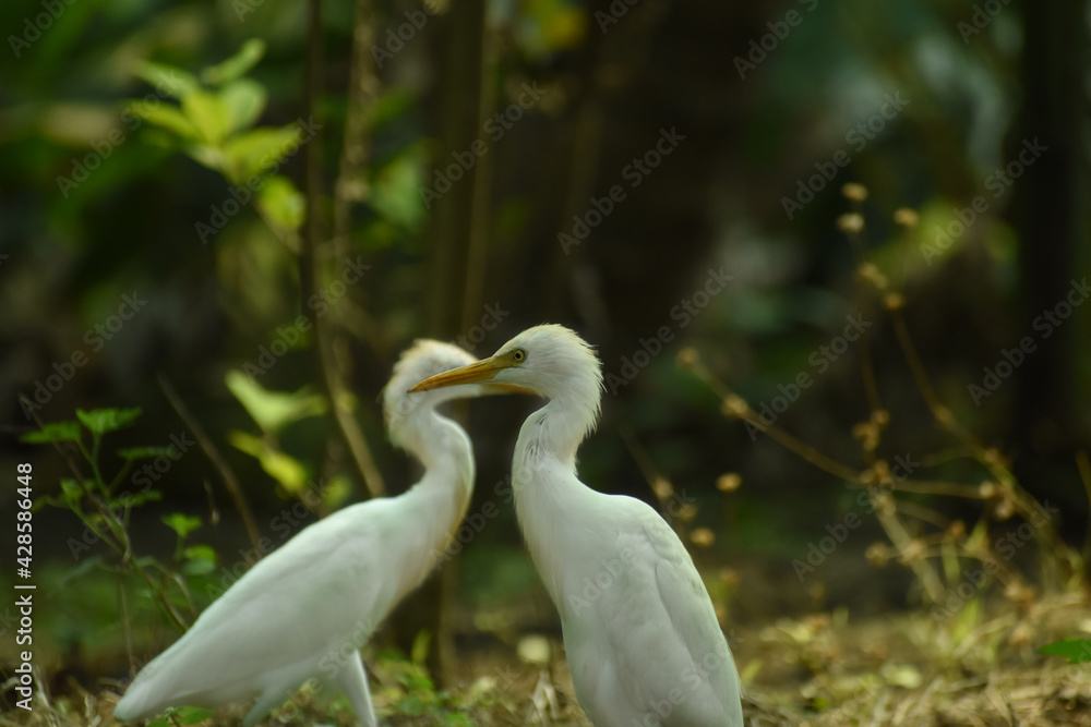 Egrets (white Egrets Birds) that live freely in nature. Mainly in INDIA. Egrets (white Egrets Birds) that live freely in nature. Mainly in INDIA.