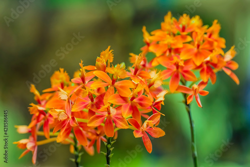 фотографія Flower umbels of an orange epidendrum orchid.