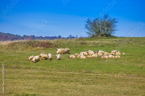 Flock of sheep