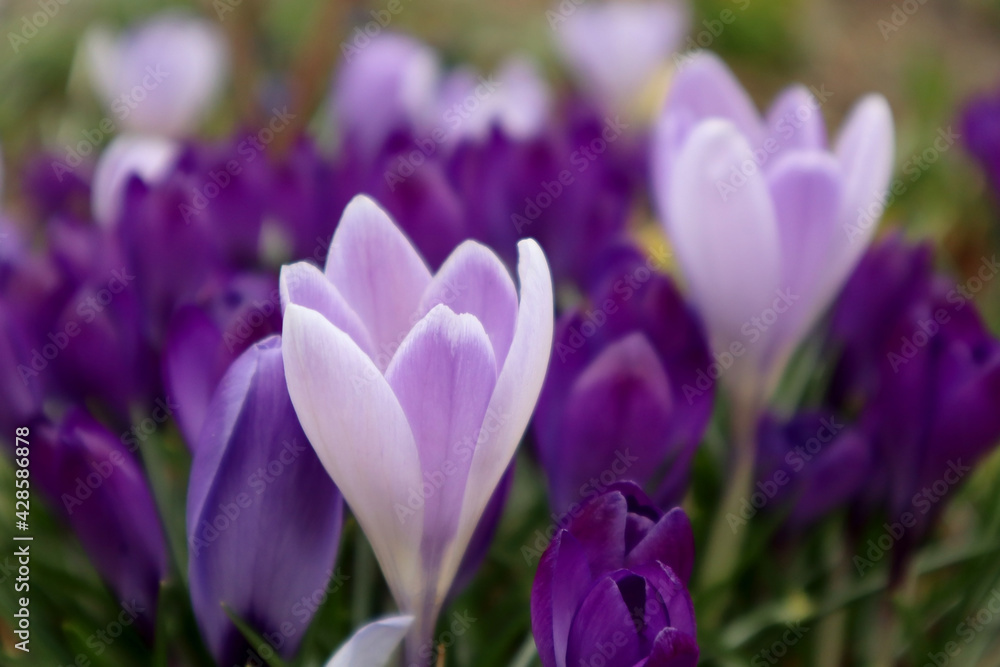Lilac crocuses in the garden. First spring flowers.
Lilac crocuses in the garden. First spring flowers.