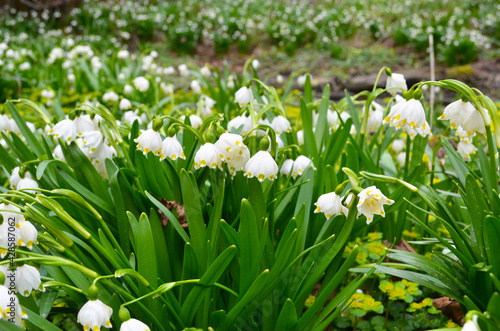 Imperial Snowdrops closeup photo in natural environment