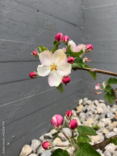 Blooming apple tree 3 - by juma