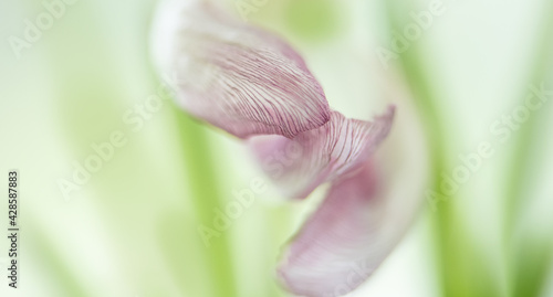 Tulpe in wei   lila  Hintergrund gr  n wei    close up