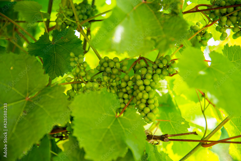 Green, unripe, young wine grapes in vineyard, early harvest in the garden