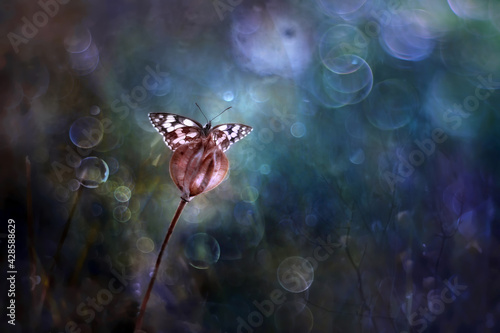 Motyl Polowiec szachownica (Melanargia galathea)  photo