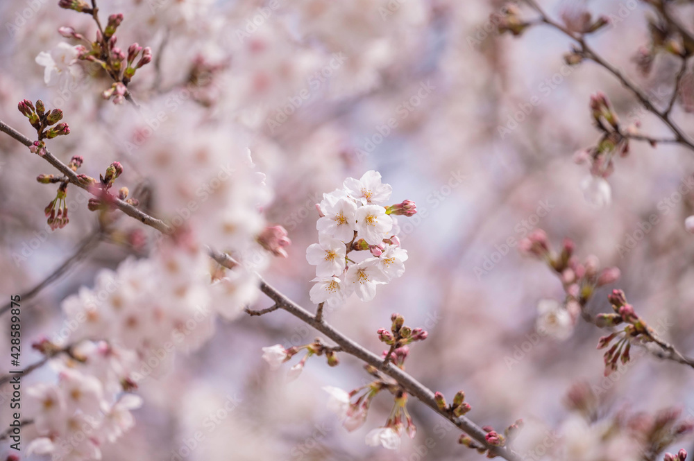 桜