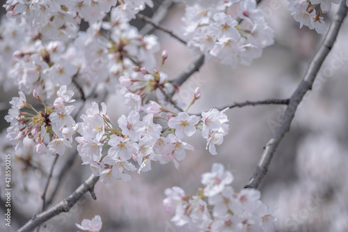 桜 © hikka15