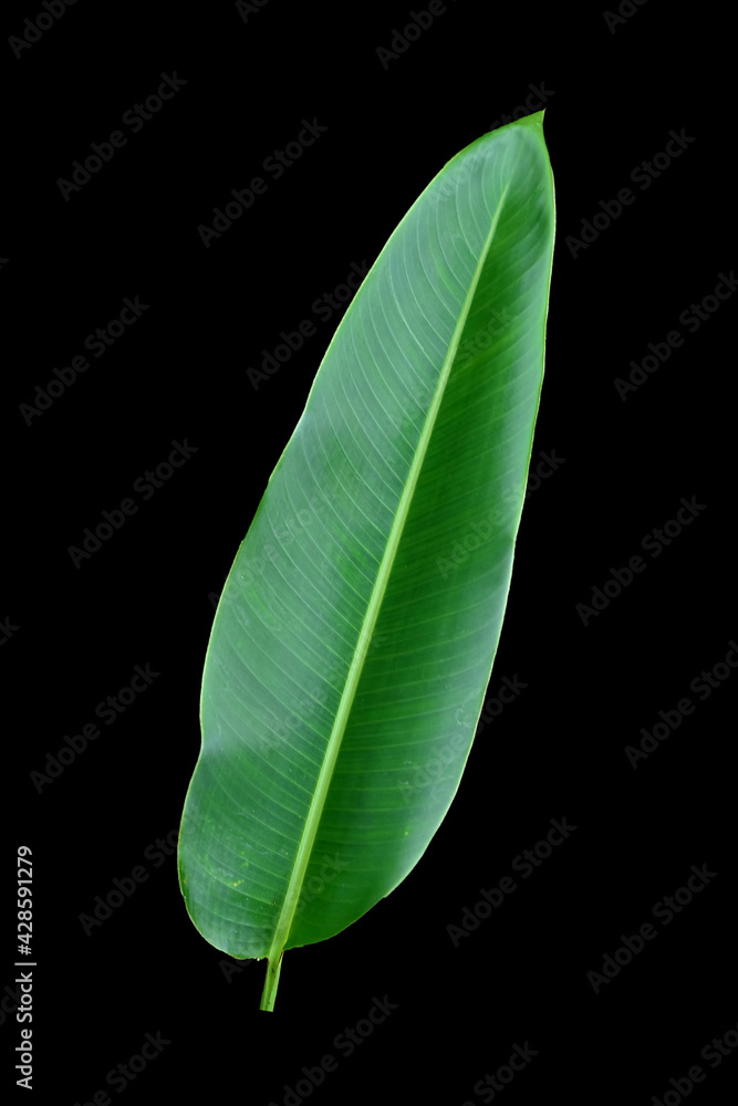 Obraz premium Fresh green tropical banana leaf isolated on black background, clipping path included