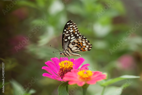 Butterflies on nature