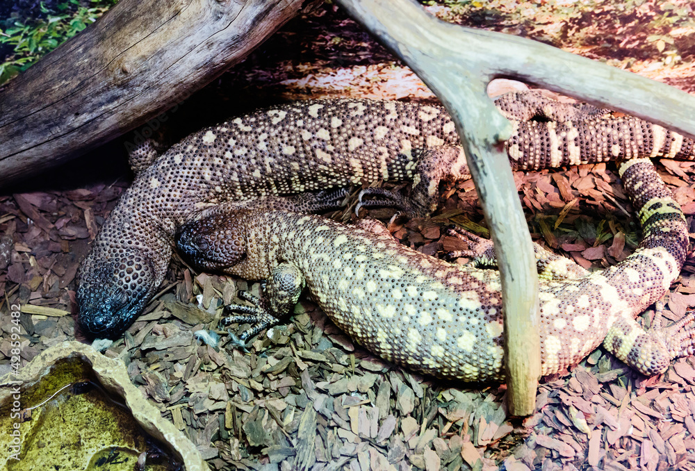Beaded Lizard
It is a poisonous lizard. It is common in Mexico. They reach 90 cm in length, of which almost half is occupied by the tail, and weight up to 4.5 kg. The back is covered with scales. The Beaded Lizard
It is a poisonous lizard. It is common in Mexico. They reach 90 cm in length, of which almost half is occupied by the tail, and weight up to 4.5 kg. The back is covered with scales. The
