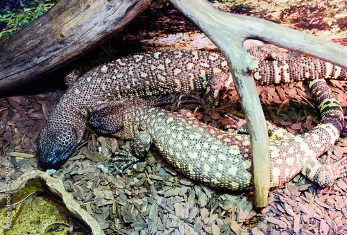 Beaded Lizard It is a poisonous lizard. It is common in Mexico. They reach 90 cm in length, of which almost half is occupied by the tail, and weight up to 4.5 kg. The back is covered with scales. The