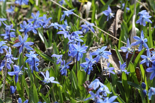 blue scilla bifolia flower in a spring forest