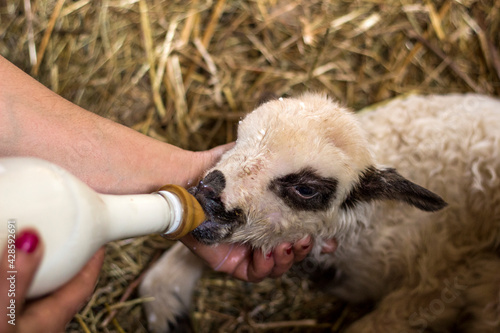 Newborn baby lamb being bottled fed by hand