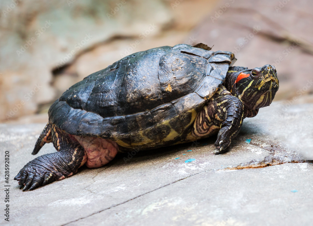 Red-eared or yellow-bellied turtle.
This is an American freshwater turtle. It gets its name from a small red stripe around the ears. The habitat is found in the Mississippi River area and in the Gulf Red-eared or yellow-bellied turtle.
This is an American freshwater turtle. It gets its name from a small red stripe around the ears. The habitat is found in the Mississippi River area and in the Gulf