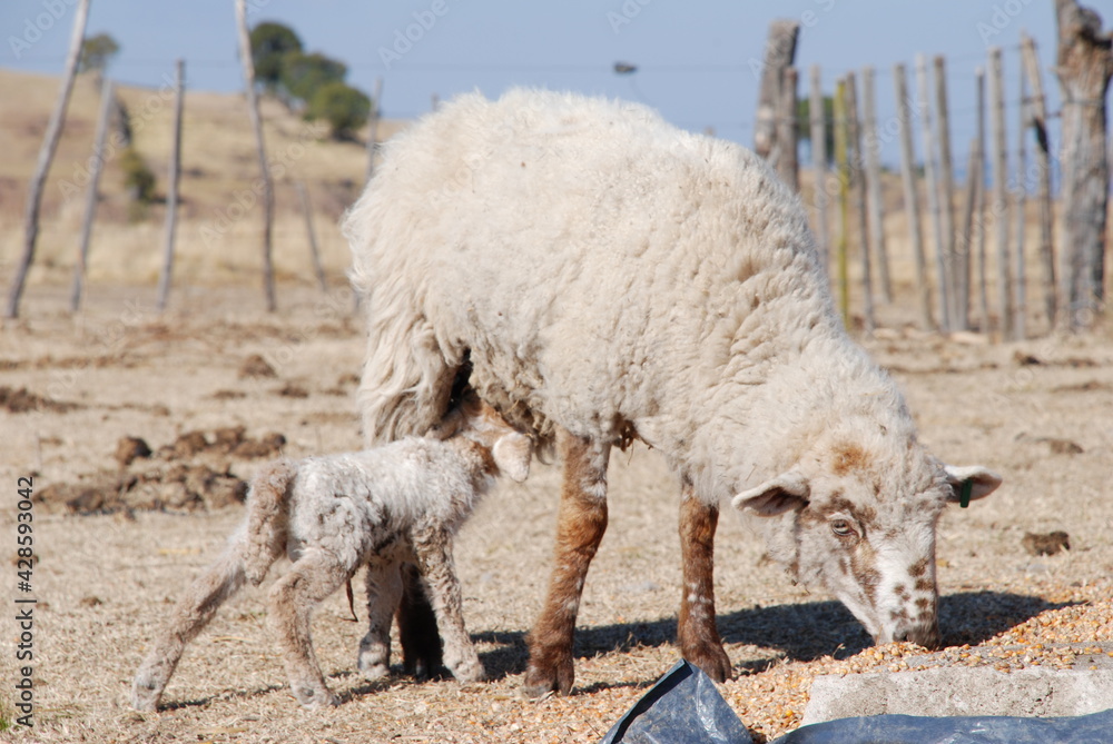 Fototapeta premium sheep and lamb in farm
