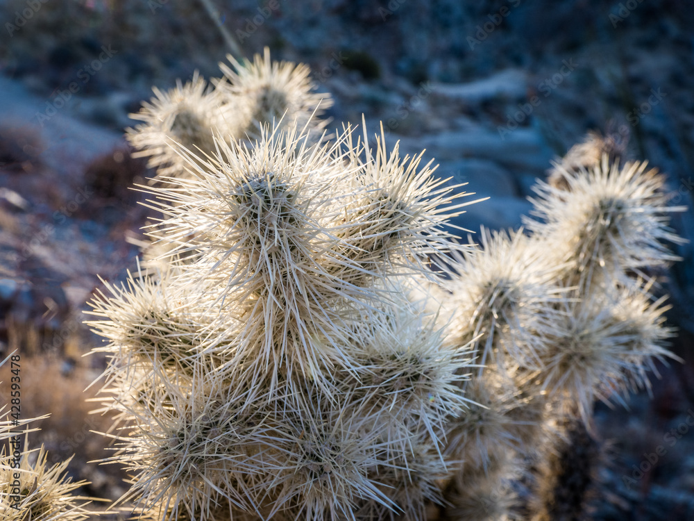 Obraz premium Cacti in Joshua Tree National Park in counter sunrise light