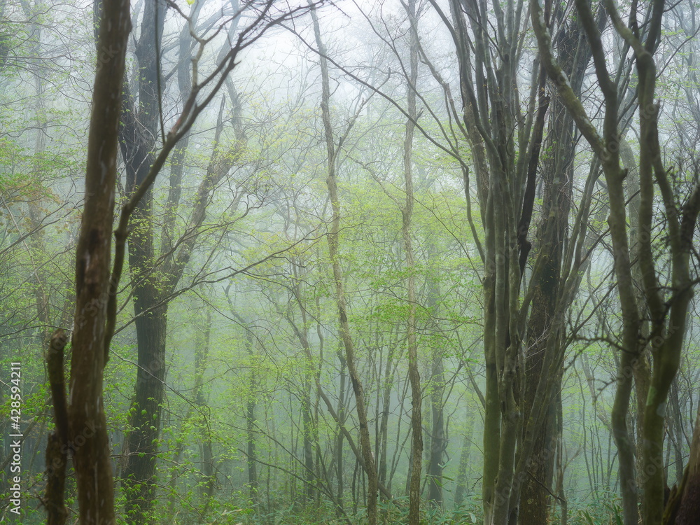 Fototapeta premium 爽やかで幻想的な朝霧が立ち込めた森林