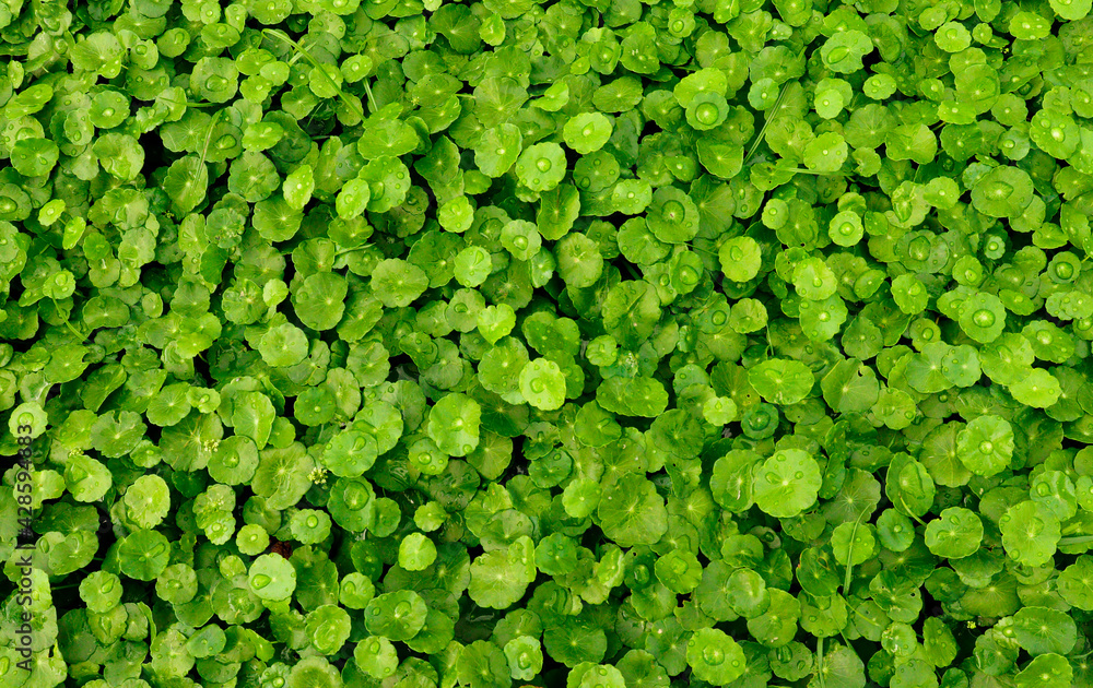 Grass or herb, Asiatic Grass or herb, Asiatic