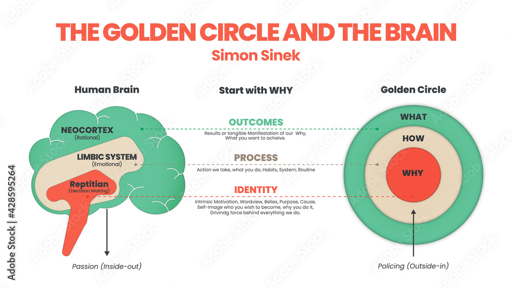 The Golden Circle and brain illustration of Simon Sinek has 3 elements  starting with Why question. Diagram vector presentation inform the origin  of human performance or behavior of user target goal 素材庫向量圖|