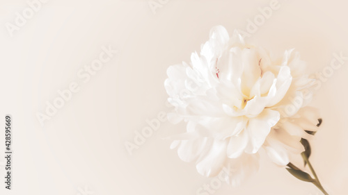 Horizontal blurred floral composition with a white blooming peony. Flower summer background with copy space for wedding decor and branding design