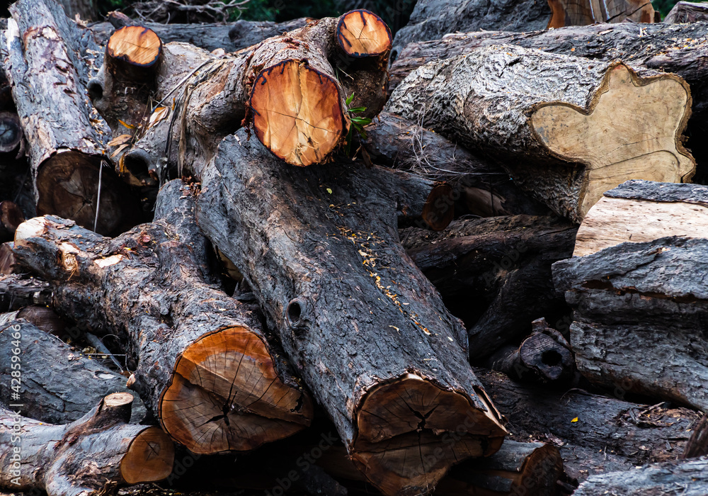 Freshly sawed tree trunks layed on the street to be transported to wooden mills for industrial use Freshly sawed tree trunks layed on the street to be transported to wooden mills for industrial use
