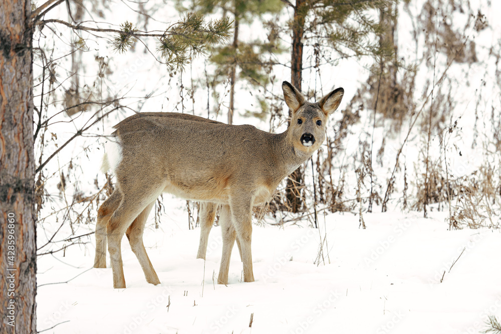Two fawns on the background of trees Two fawns on the background of trees