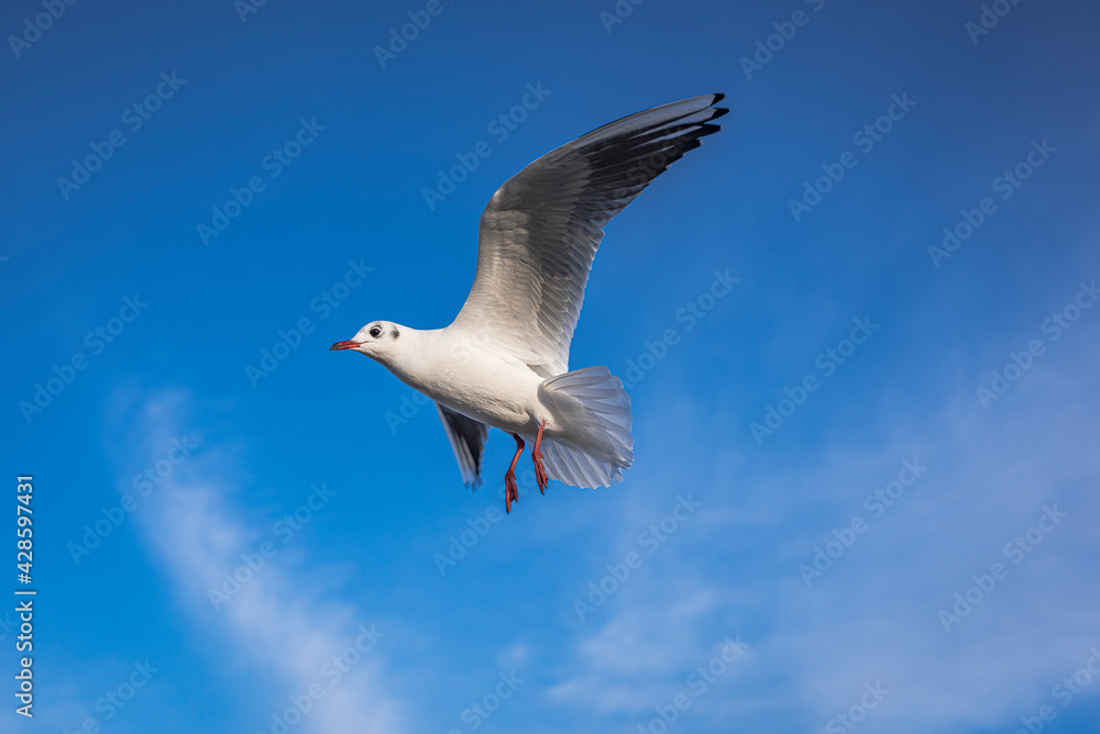 Obraz premium Seagull in the sky