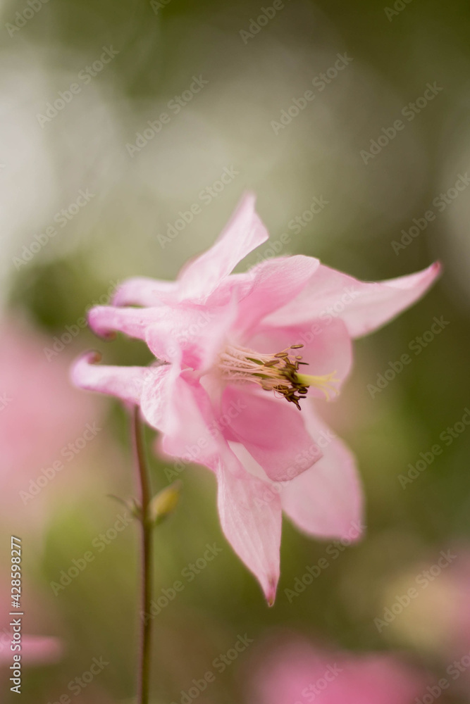 Obraz premium Bell flower closeup pink color, the background is blurred