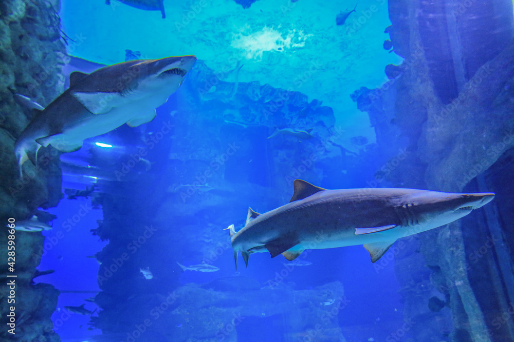 Obraz premium Two sand sharks swimming in blue water