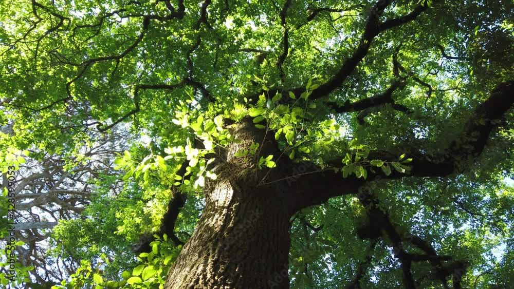 Top view of scenic trees in a forest. Crowns of trees with bright afternoon sun and rays. looking up to the trees Top view of scenic trees in a forest. Crowns of trees with bright afternoon sun and rays. looking up to the trees