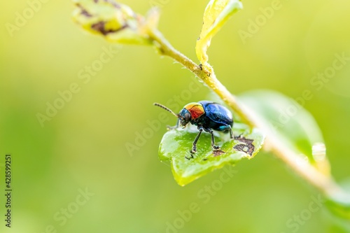 Blue Milkweed Beetle (Chrysochus pulcher) on the leaf  photo