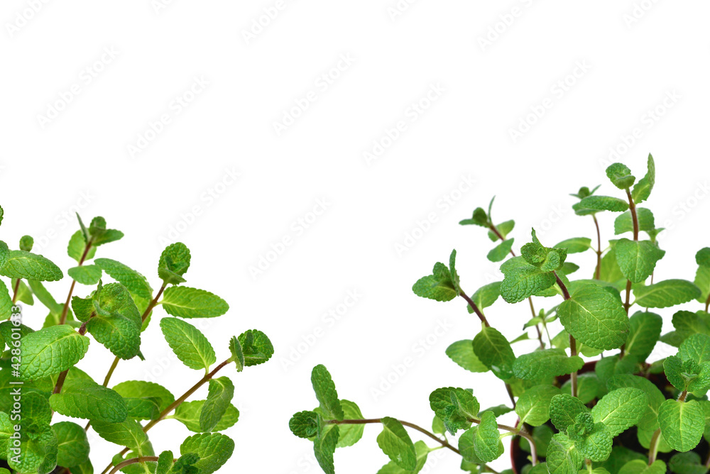 Fresh mint in a pot isolated on white background.