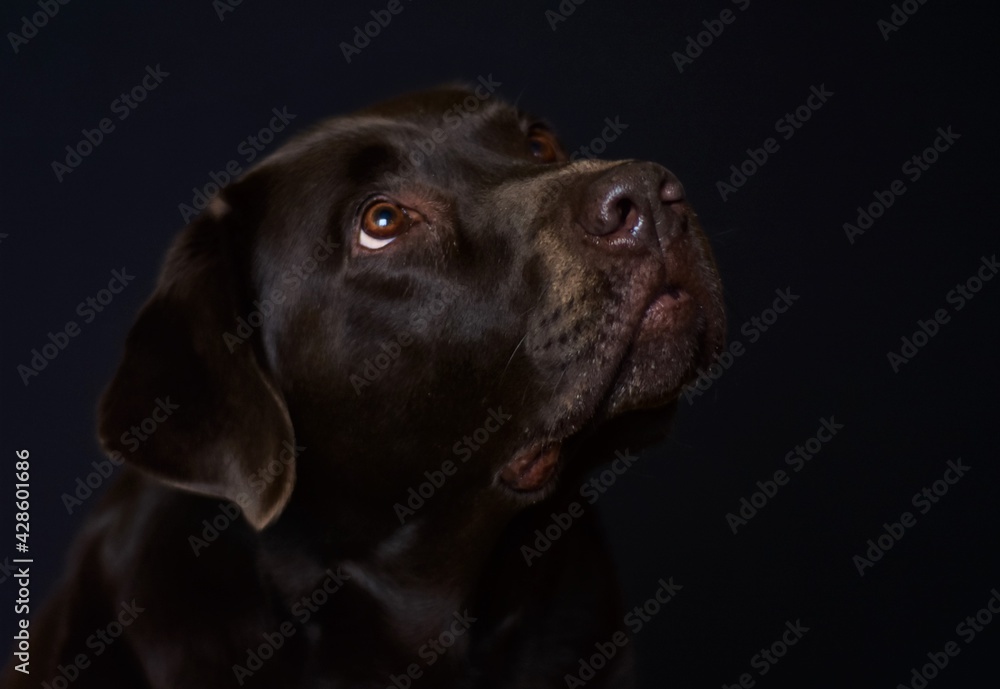 portrait of brown labrador on black background portrait of brown labrador on black background