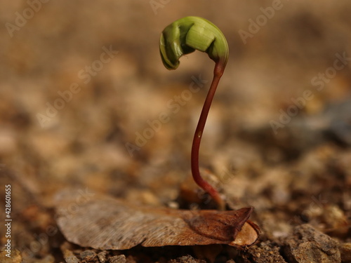 Acer. germination of new maple seeds. Detail. photo