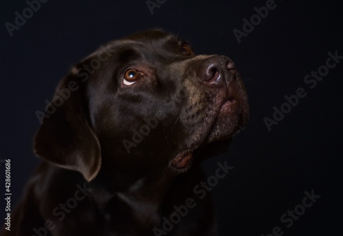 portrait of brown labrador on black background