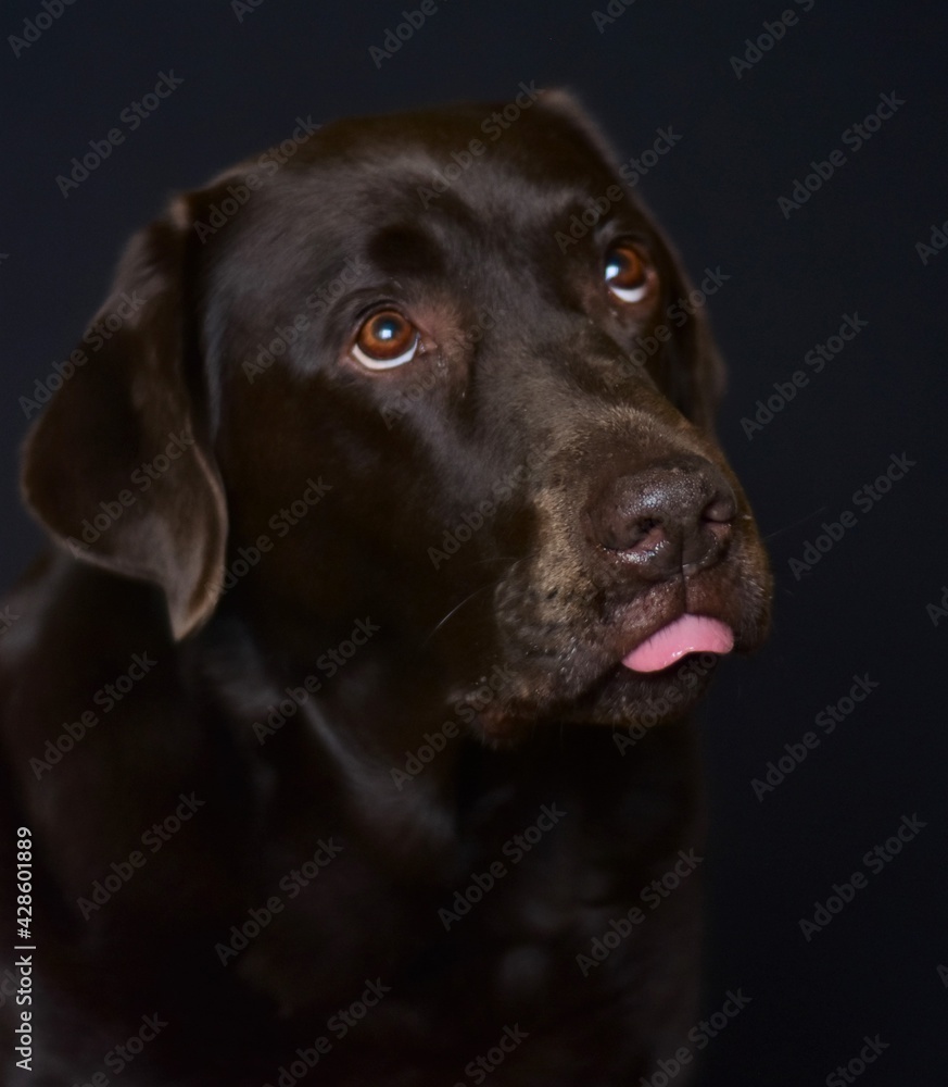 portrait of brown labrador with tongue